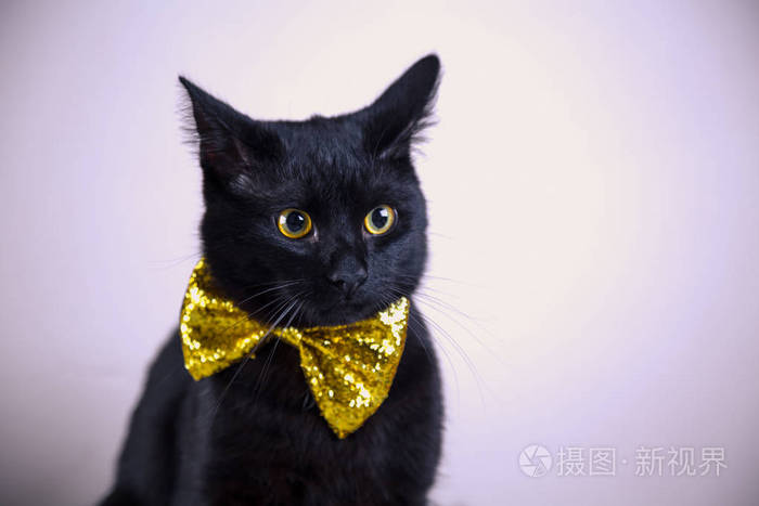 在明亮的背景上领结可爱黑猫
