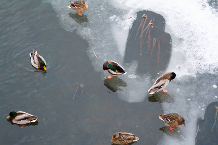 在冬天湖很多鸭子