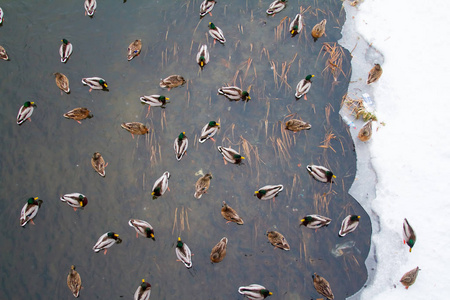 在冬天湖很多鸭子