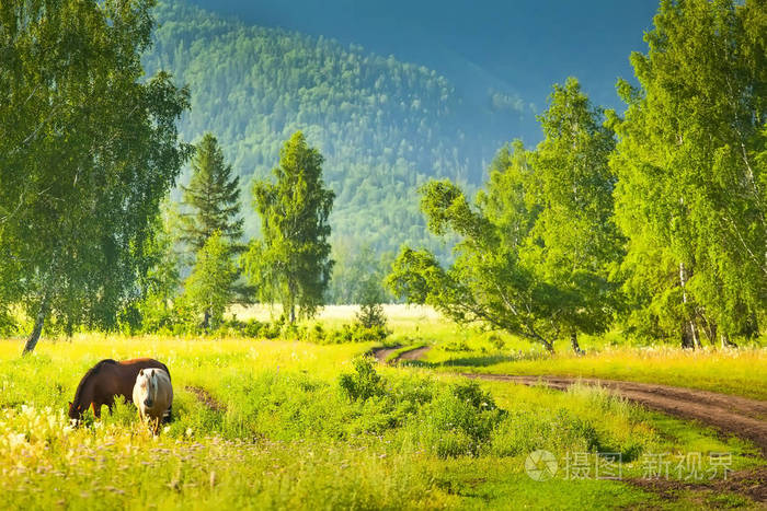 对葱郁的绿色草地上吃草的马