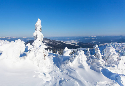 冬季雾凇冰雪覆盖冷杉圣诞树上山腰