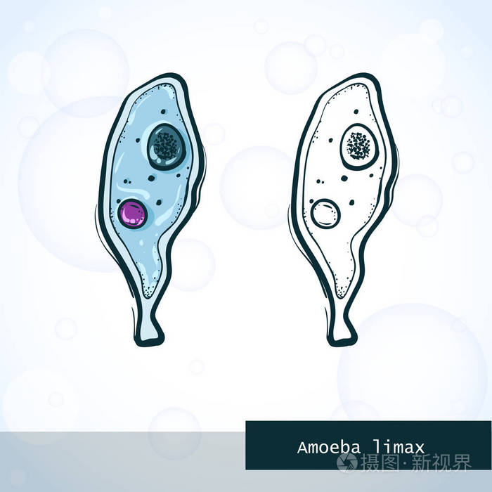 微生物中素描风格结构的变形虫