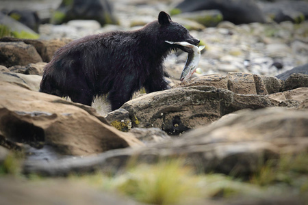 野生黑熊 美洲黑熊 钓鲑鱼。加拿大，不列颠哥伦比亚省，温哥华岛