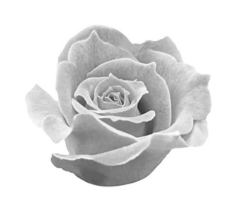 灰色玫瑰隔离在白色背景, 软焦点和剪裁
