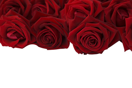 大量的红玫瑰上白色背景 软焦点和 c 孤立