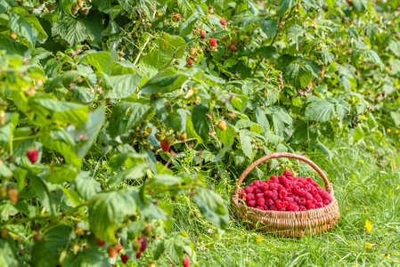 篮子里新鲜树莓，树莓灌木丛在花园里，秋天收获的季节