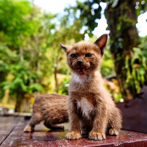 可爱的猫咪，小猫咪