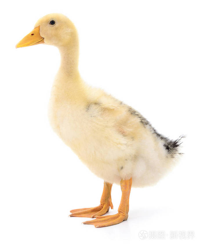 一个黄色的小鸭子照片-正版商用图片0xiu7g-摄图新视界