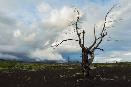 死的木灾难性释放在 1975 年的火山喷发的火山灰的后果奇克北部突破