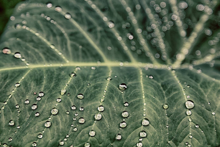 在一片雨后的叶子几滴