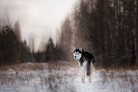西伯利亚雪橇犬在户外在冬天，雪