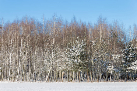 森林里白色的冬天景观