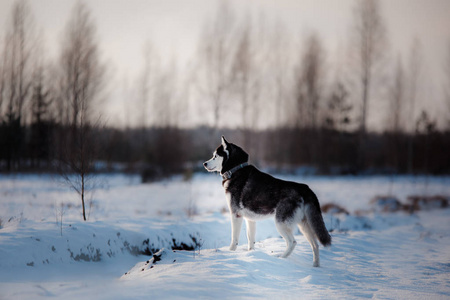 西伯利亚雪橇犬在户外在冬天，雪