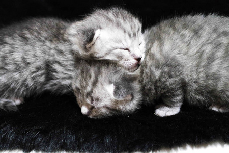 睡觉的小猫条纹新生儿眼睛闭上