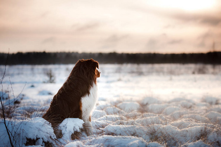 狗在冬季，雪户外繁殖澳大利亚牧羊犬