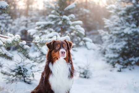 狗在冬季，雪户外繁殖澳大利亚牧羊犬