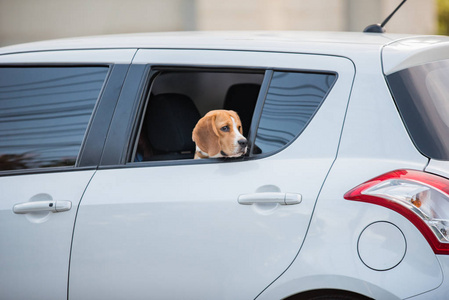 beagle 犬，在车窗上的比格犬