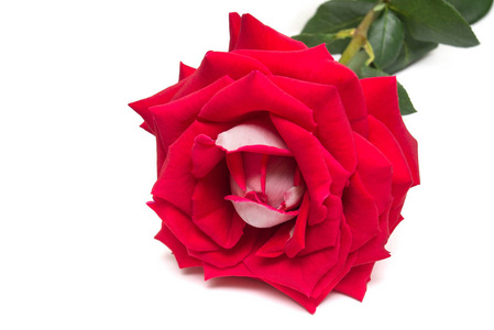 美丽的花朵红玫瑰孤立在白色背景。婚礼