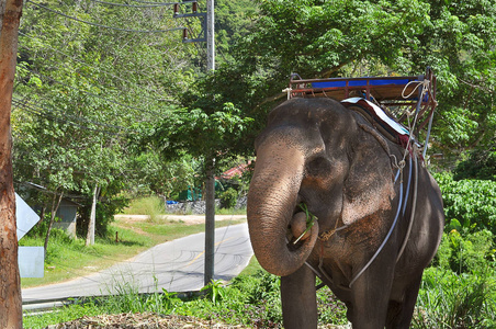 大象对交通的人站在路边图片