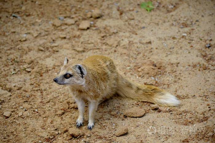 野生黄鼬狐狸的详细信息