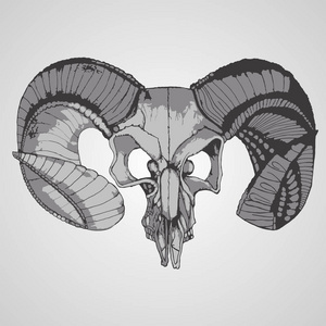 羊骷髅头简笔画图片