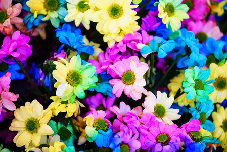 五颜六色雏菊五颜六色的彩虹雏菊花照片