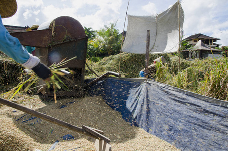 以传统的方式收集水稻的农民。巴厘岛，巴厘岛