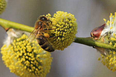 一只蜜蜂收集花粉