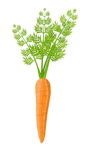 胡萝卜蔬菜上白色孤立
