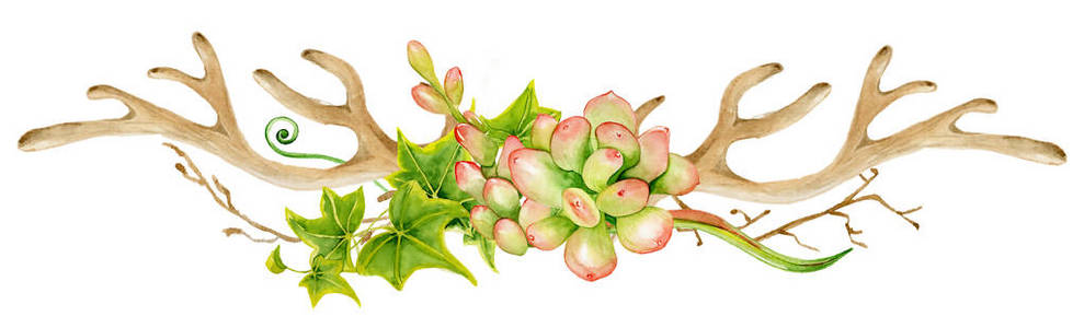 用肉质, 树枝和树叶的水彩鹿茸.手绘鹿的角照片