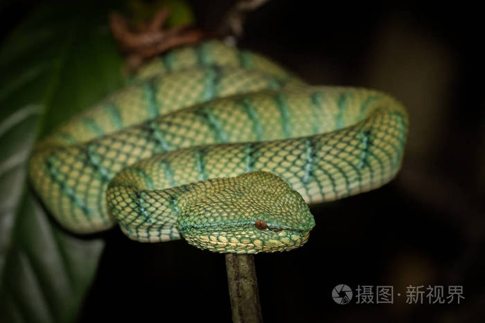 巴科国家公园婆罗洲马来西亚蝮蛇