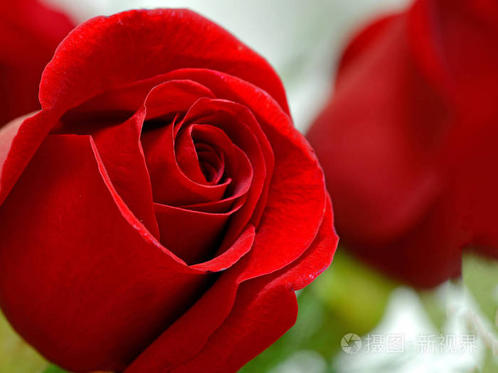 被隔绝的红色玫瑰以绿色背景