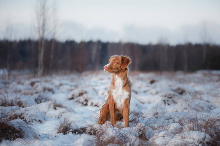 在户外在冬天，雪狗新斯科舍省鸭寻回犬，