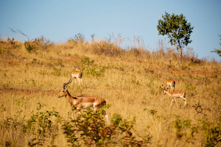 在南非野生动物黑斑羚
