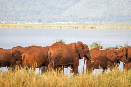 大象在 Jipe 湖，肯尼亚