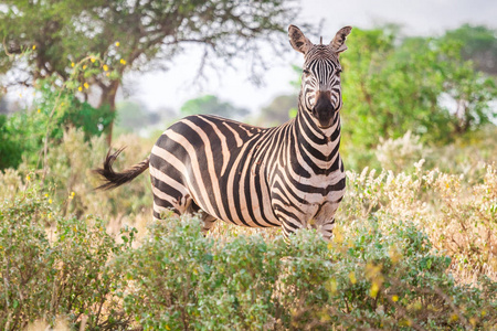 在稀树草原，肯尼亚，东非的斑马