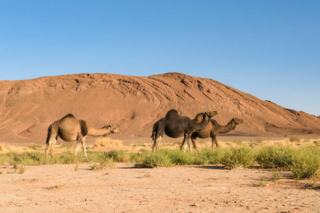 摩洛哥三个阿拉伯骆驼，双峰驼