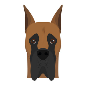 检索波士顿猎犬澳大利亚牧羊犬大丹犬)隔离在紫色背景上午睡的大丹狗