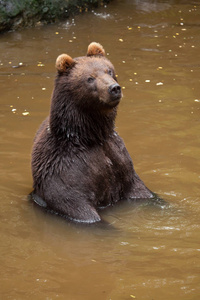 堪察加棕熊