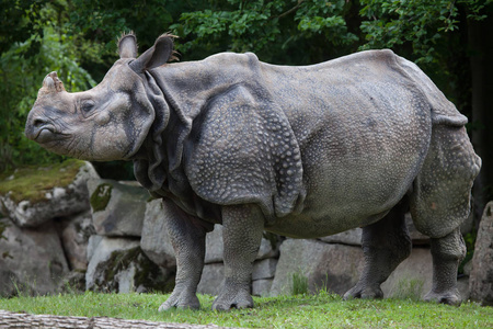 印度犀牛rhinoceros unicornis