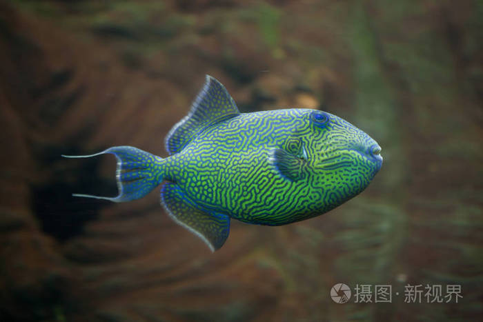 *3715px无水印下载免费10次/天下载小样发票合同问题/举报海洋热带