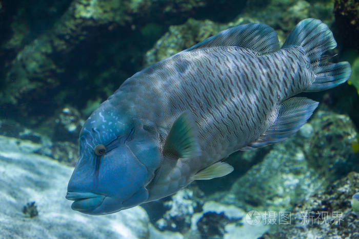 汉普黑德残骸cheilinus undulatus