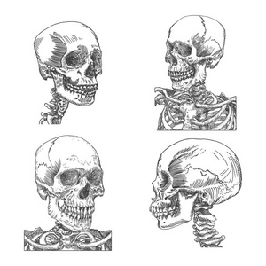 组的头骨解剖素描