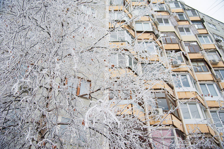 白雪覆盖的树木，在一个城市公园