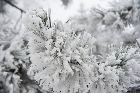 冬天城市公园里白雪覆盖的树木