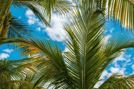 棕榈叶在蓝色天空背景