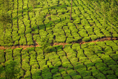 在新德里的茶叶种植园