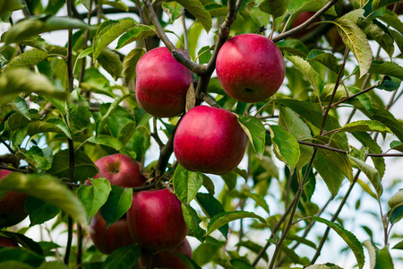 新鲜的有机苹果 苹果园 苹果园充分成熟的红苹果，苹果汁，有机红苹果挂在树枝上，一排，收获前苹果树
