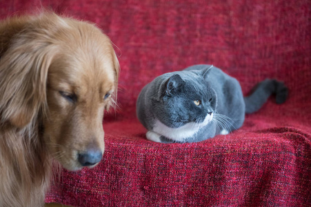 金毛和英国短毛猫图片