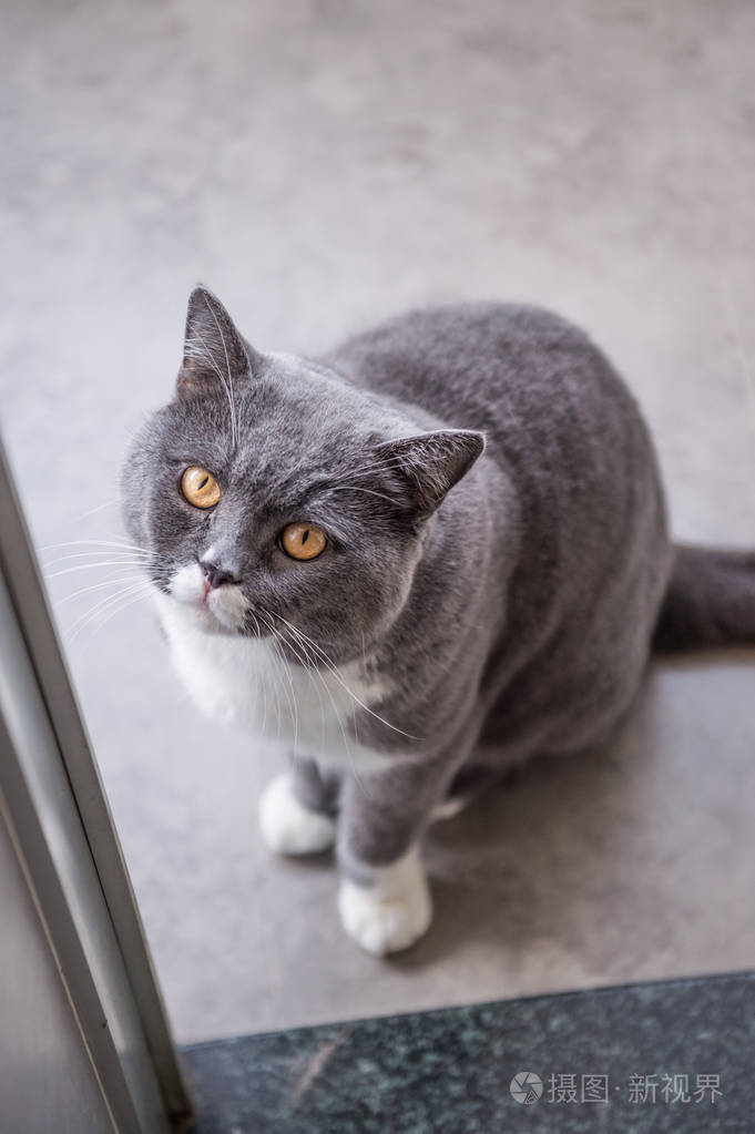 灰色的英国短毛猫